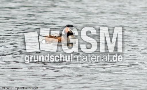 Haubentaucher (7 von 22).jpg